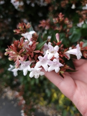 Abelia × grandiflora