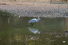 Egretta garzetta