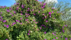 Ipomoea lozanii