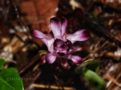 Curcuma decipiens