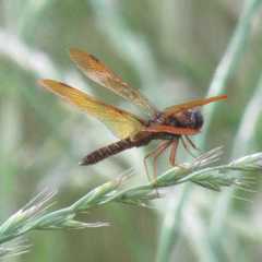 Perithemis tenera