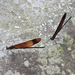 Calopteryx cornelia - Photo (c) Observações Naturalistas | Bruno Uehara, algunos derechos reservados (CC BY-NC), subido por Observações Naturalistas | Bruno Uehara