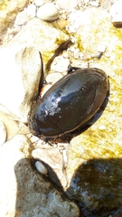 Hydrophilus aterrimus