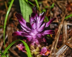 Curcuma decipiens