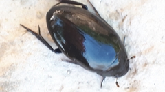 Hydrophilus aterrimus