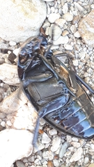 Hydrophilus aterrimus