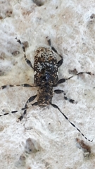 Aegomorphus obscurior