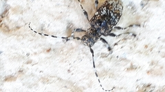 Aegomorphus obscurior