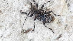 Aegomorphus obscurior