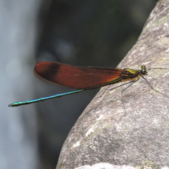 Calopteryx cornelia