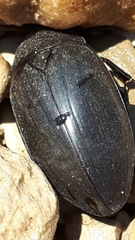 Hydrophilus aterrimus