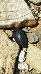 Hydrophilus aterrimus