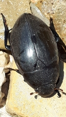 Hydrophilus aterrimus