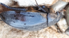 Hydrophilus aterrimus