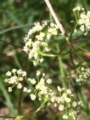 Trinia glauca