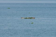 Alopochen aegyptiaca