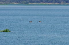 Alopochen aegyptiaca