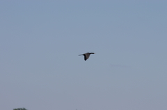 Microcarbo africanus