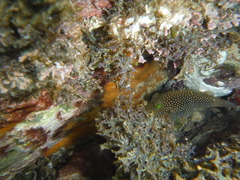 Canthigaster punctatissima