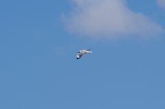 Chroicocephalus cirrocephalus