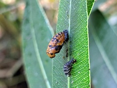Coccinella septempunctata