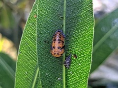 Coccinella septempunctata