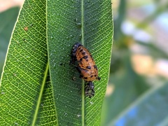 Coccinella septempunctata