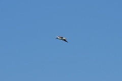 Chroicocephalus cirrocephalus