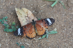 Acraea encedon