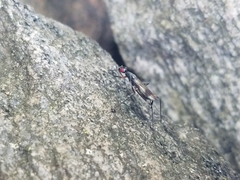 Rainieria antennaepes