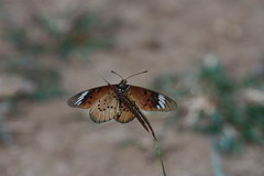 Acraea encedon