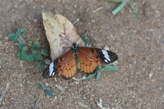 Acraea encedon