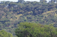 Haliaeetus vocifer
