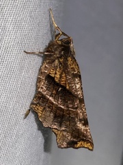 Selenia alciphearia