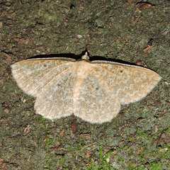 Synegia hadassa