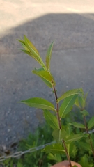 Salix phylicifolia