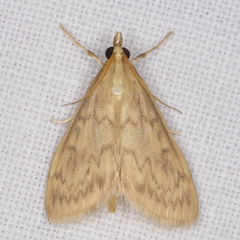 Ostrinia