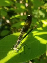 Calopteryx aequabilis