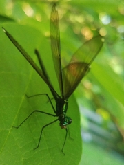 Calopteryx aequabilis