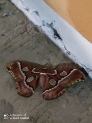 Rothschildia cinctus