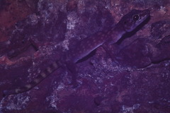 Pseudothecadactylus lindneri