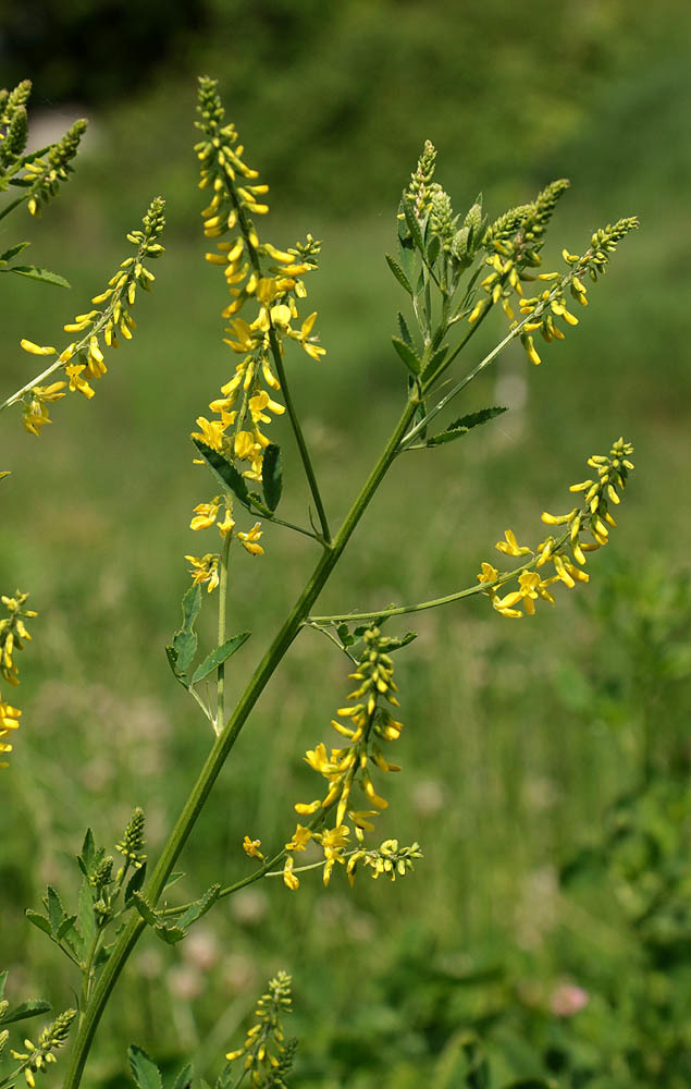 Melilotus officinalis