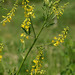 Yellow Sweetclover - Photo (c) Sergey Mayorov, some rights reserved (CC BY-NC)