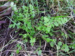 Apium prostratum filiforme