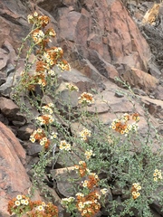 Heliotropium eremogenum