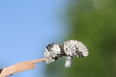 Furcula scolopendrina