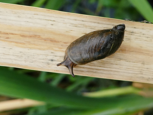Slender Amber Snail