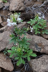 Cleome chilensis