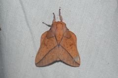 Syssphinx bisecta
