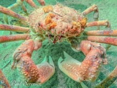 Leptomithrax gaimardii